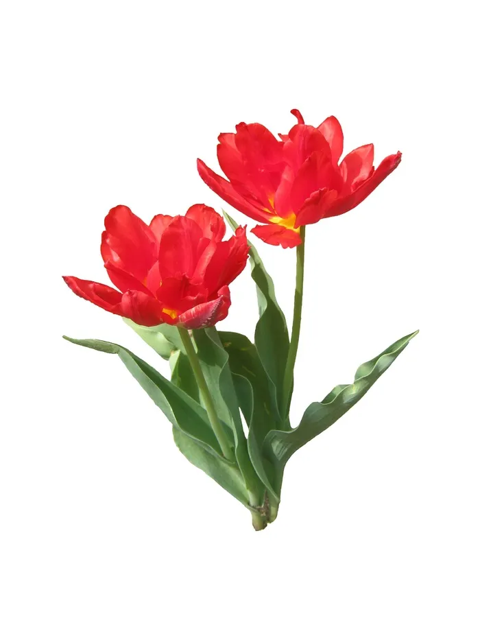 郁金香，红色，春天，盛开，开花，开放，免费
