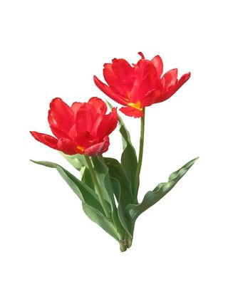 郁金香，红色，春天，盛开，开花，开放，免费