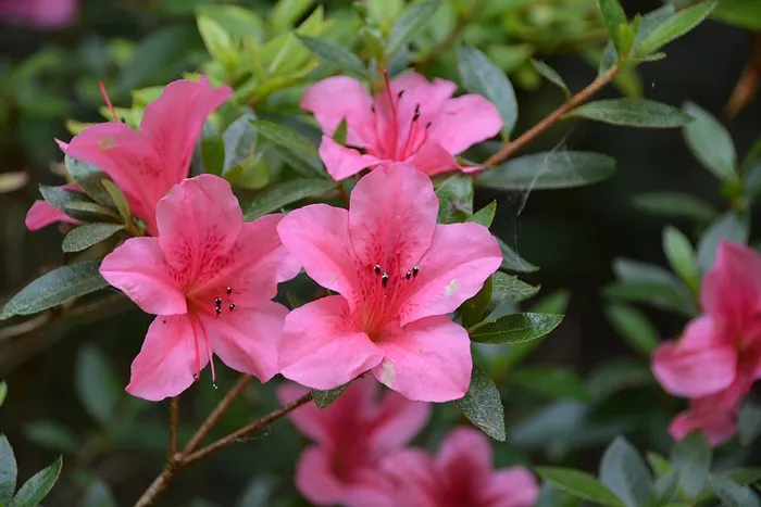 花，自然，植物区系，夏季花卉，花园