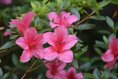花,自然,植物区系,夏季花卉,花园 花,自然,植物区系,夏季花卉,花园