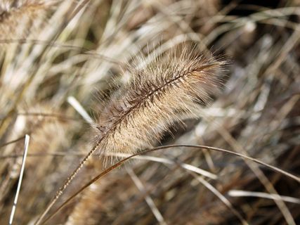 植物，开花，性质，冬天，花园