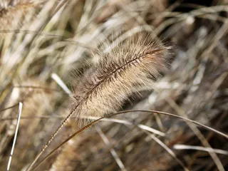 植物，开花，性质，冬天，花园