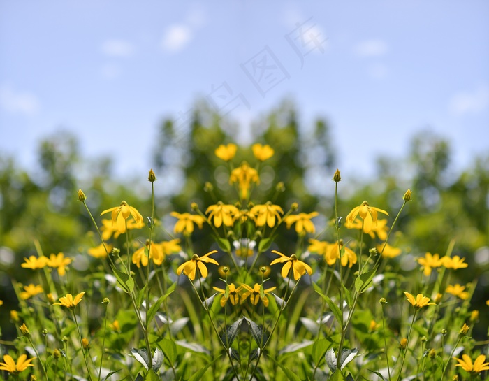 黑心菊,齿叶金光菊,金鸡菊,金光菊,菊芋,大自然鲜花夏天花园
