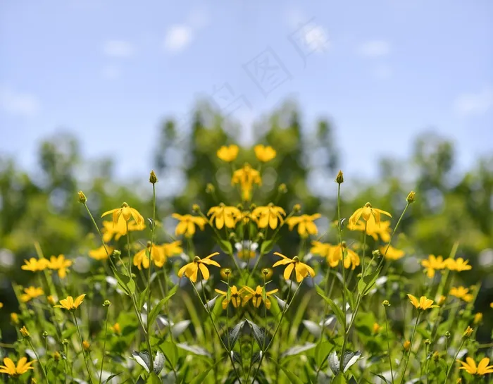 黑心菊,齿叶金光菊,金鸡菊,金光菊,菊芋,大自然鲜花夏天花园