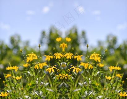 黑心菊,齿叶金光菊,金鸡菊,金光菊,菊芋,大自然鲜花夏天花园