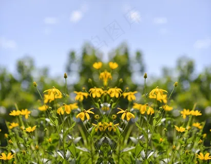 黑心菊,齿叶金光菊,金鸡菊,金光菊,菊芋,大自然鲜花夏天花园 黑心菊,齿叶金光菊,金鸡菊,金光菊,菊芋,大自然鲜花夏天花园