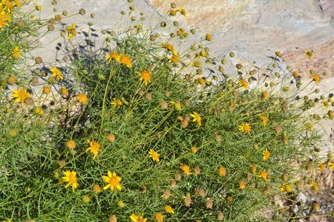 雏菊,花的,植物,自然,开花,盛开,花瓣 雏菊,花的,植物,自然,开花,盛开,花瓣