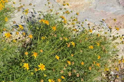 雏菊,花的,植物,自然,开花,盛开,花瓣 雏菊,花的,植物,自然,开花,盛开,花瓣