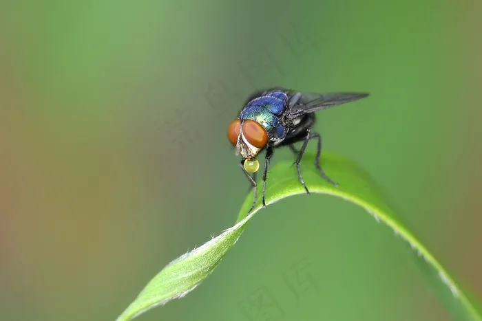 昆虫，飞，叶子，颜色，蓝色，红色，球，分泌物