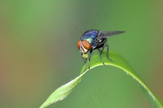 昆虫，飞，叶子，颜色，蓝色，红色，球，分泌物
