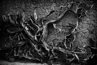 死亡，木材，树皮，石墙，黑暗