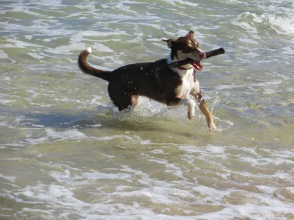 狗，海，宠物，乐趣，猎犬，岸边，水，犬
