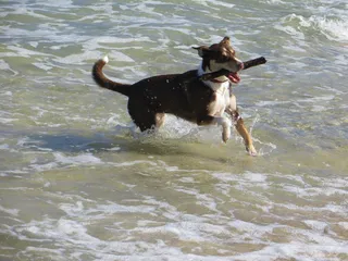 狗，海，宠物，乐趣，猎犬，岸边，水，犬