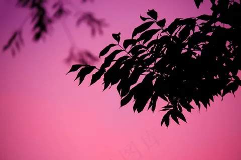 禁烟令-全一话,树,花卉,盆栽植物,图画,分支与树叶在晚上的剪影 禁烟令-全一话,树,花卉,盆栽植物,图画,分支与树叶在晚上的剪影
