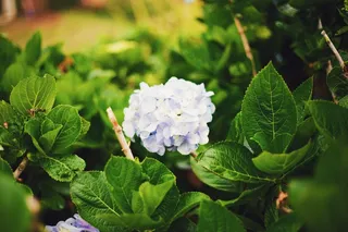 植物，鲜花，绿色，花园，自然