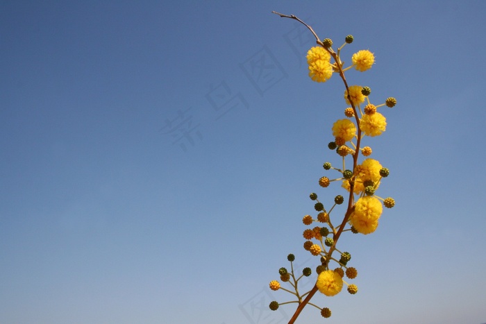 花卉，黄色，泡沫，球，库勒，关于，饰品