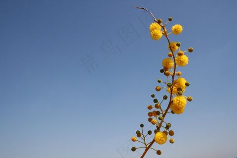 花卉，黄色，泡沫，球，库勒，关于，饰品