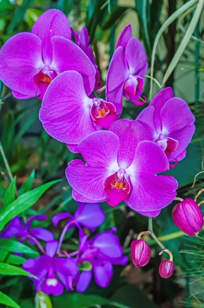 抽象，芳香，安排，美丽，绽放