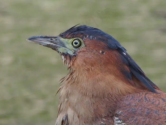 鹭，水禽，冥想，动物肖像