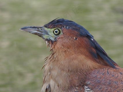 鹭，水禽，冥想，动物肖像