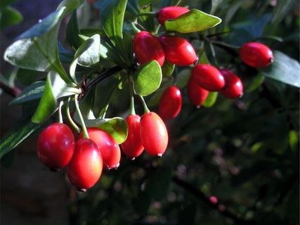 玫瑰果，红色，浆果，性质，水果，明亮