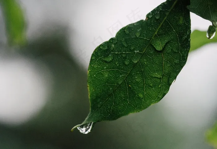 叶子，雨，拖放，植物，季节，水机，水滴，湿