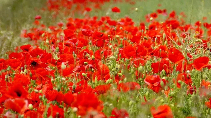 罂粟，Klatschmohn，花，红色，红海，Blütenmeer