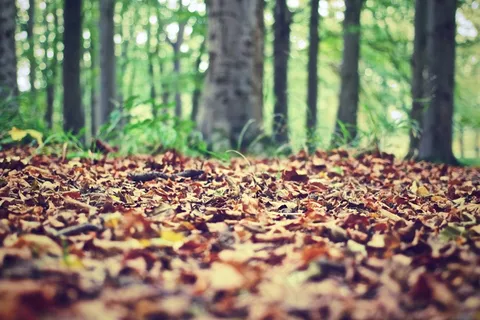 森林地板，森林，自然，叶子，叶子，地板
