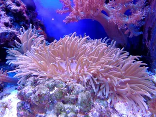 珊瑚，礁，水族馆，沧海，礁，水，海洋，银莲花
