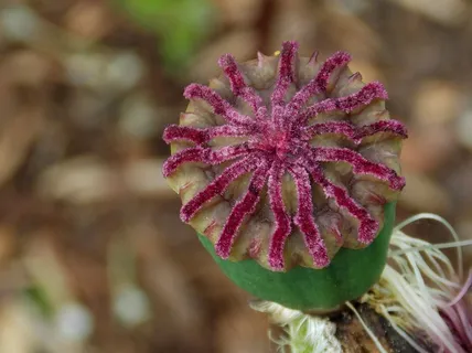 罂粟胶囊,罂粟,Klatschmohn,Klatschmohn胶囊 罂粟胶囊,罂粟,Klatschmohn,Klatschmohn胶囊