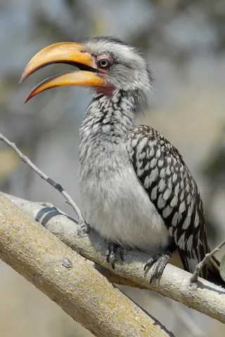 博茨瓦纳，犀鸟，沃格，萨武蒂