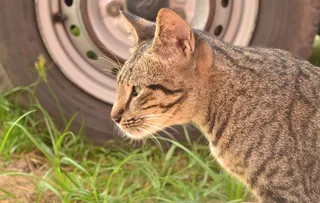 猫，凝视猫，除车外的猫，宠物，家养