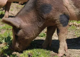 猪，野生，科西嘉，自然