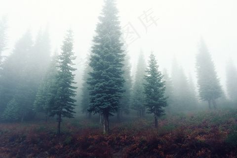 松科,树,雨雾,风景,天空,森林树木雾有雾