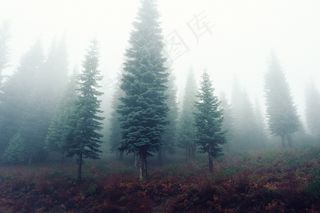 松科,树,雨雾,风景,天空,森林树木雾有雾