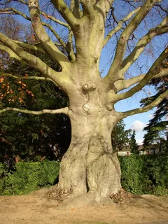 树木，树干，森林，木制，木本，植物，植物群