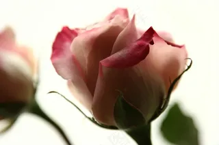 玫瑰，粉色玫瑰，花，粉色，鲜花