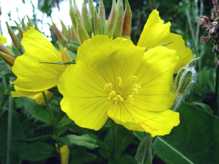 花，黄色，夏天，叶，绿色