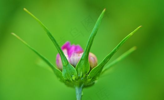 花，花的，开花，自然，春天，夏天，盛开