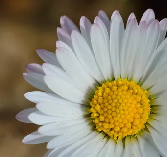 开花,花,花,关闭,植物,性质,白 开花,花,花,关闭,植物,性质,白