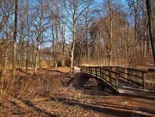 桥，木桥，Web，过渡，巴赫，森林