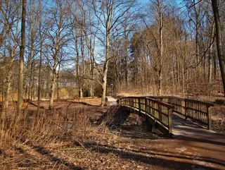 桥，木桥，Web，过渡，巴赫，森林