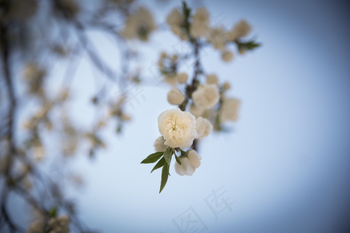 春天的花朵，樱花，鲜花，四月，性质