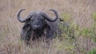 南非，赫卢赫卢韦，布法罗，国家公园，动物