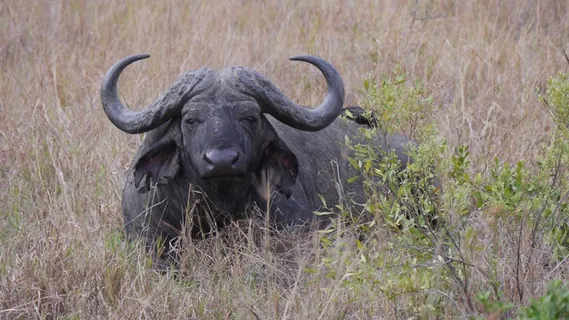 南非,赫卢赫卢韦,布法罗,国家公园,动物 南非,赫卢赫卢韦,布法罗,国家公园,动物