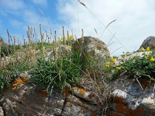 草，岩，自然，景观，绿色，灌木，磨砂