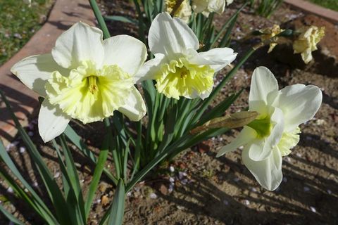 水仙花,鲜花,盛开,盛开,盛开,黄色 水仙花,鲜花,盛开,盛开,盛开,黄色