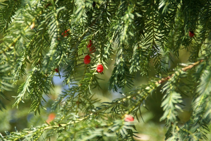 紫杉，树，植物，科，性质，绿色，针叶树