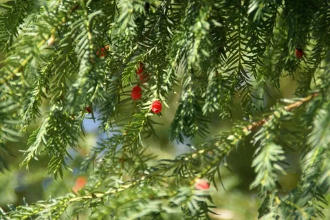 紫杉，树，植物，科，性质，绿色，针叶树