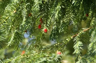 紫杉，树，植物，科，性质，绿色，针叶树